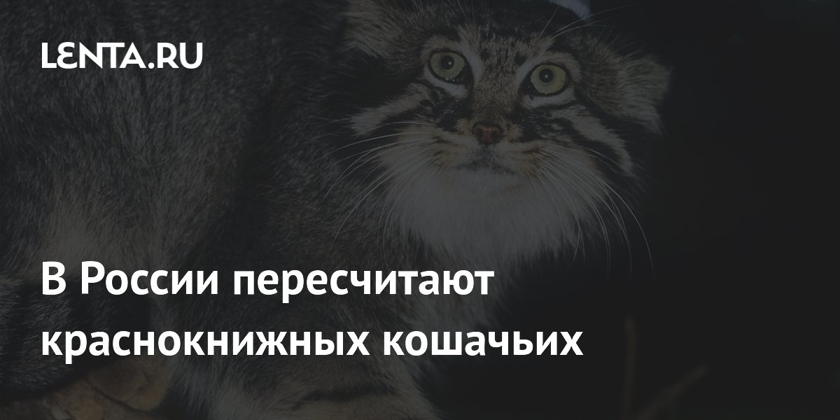 В России пересчитают краснокнижных кошачьих