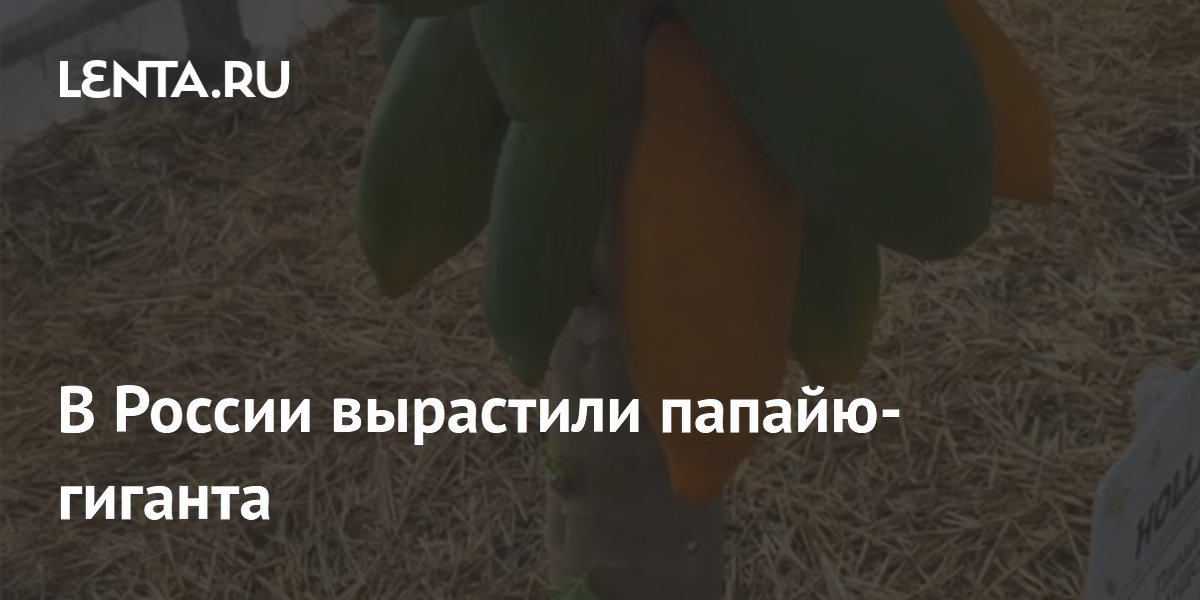 В России вырастили папайю-гиганта