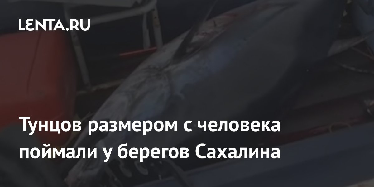 Тунцов размером с человека поймали у берегов Сахалина