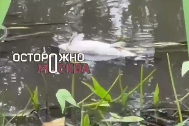Вводная картинка