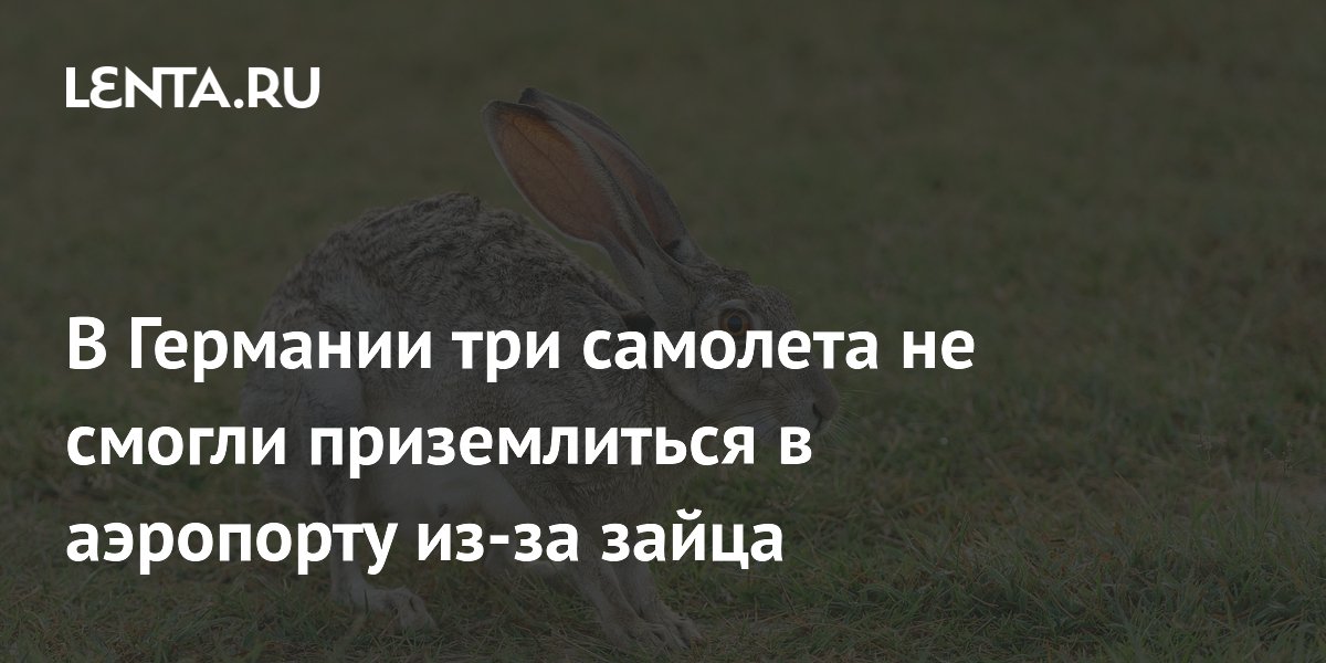 В Германии три самолета не смогли приземлиться в аэропорту из-за зайца