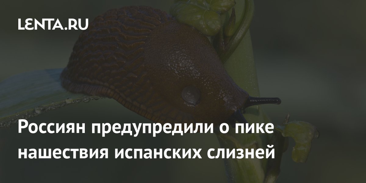 Россиян предупредили о пике нашествия испанских слизней