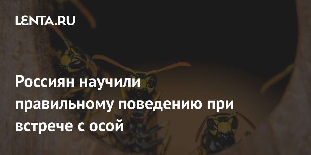Россиян научили правильному поведению при встрече с осой