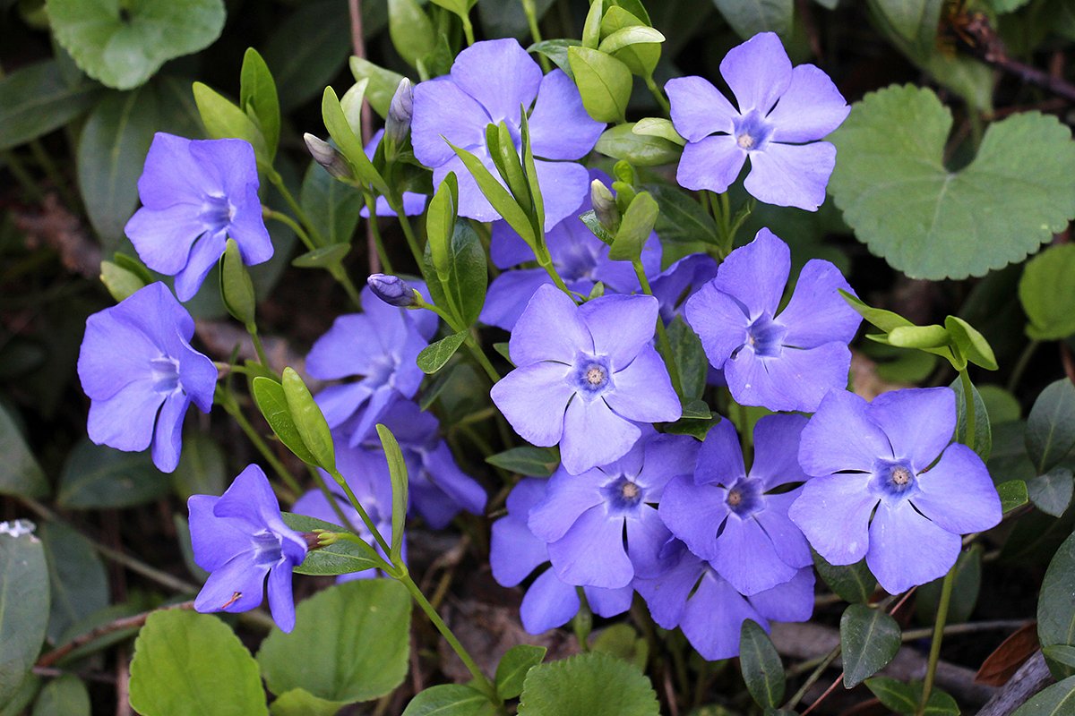 Барвинок малый (Vinca minor)