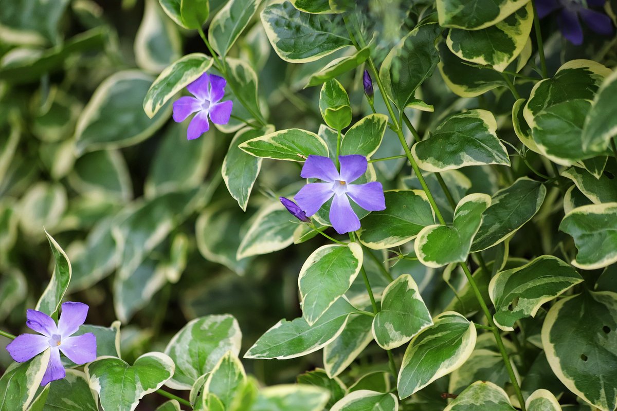 Барвинок большой (Vinca major)