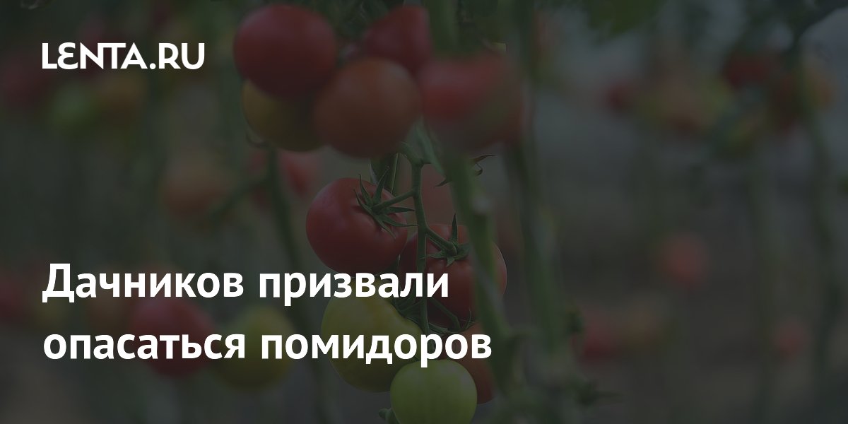 Дачников призвали опасаться помидоров