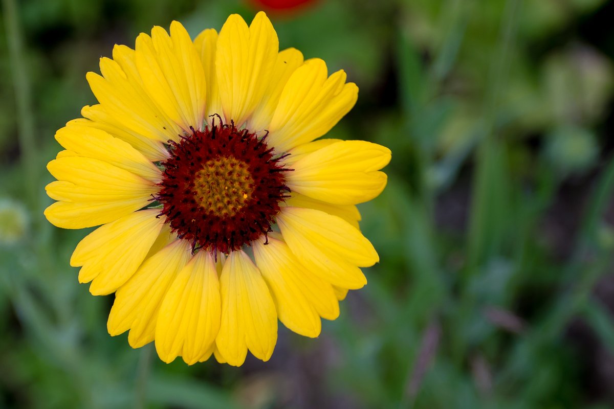 Гайлардия остистая (Gaillardia aristata)