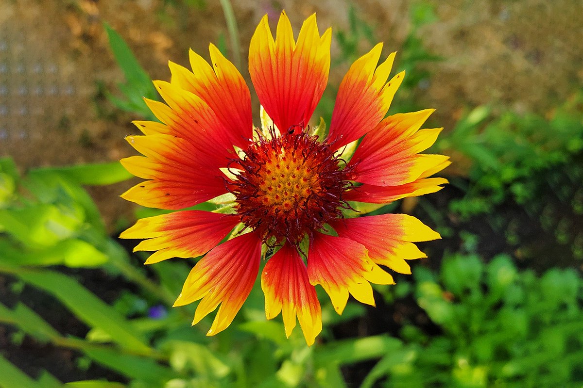Гайлардия красивая (Gaillardia pulchella)