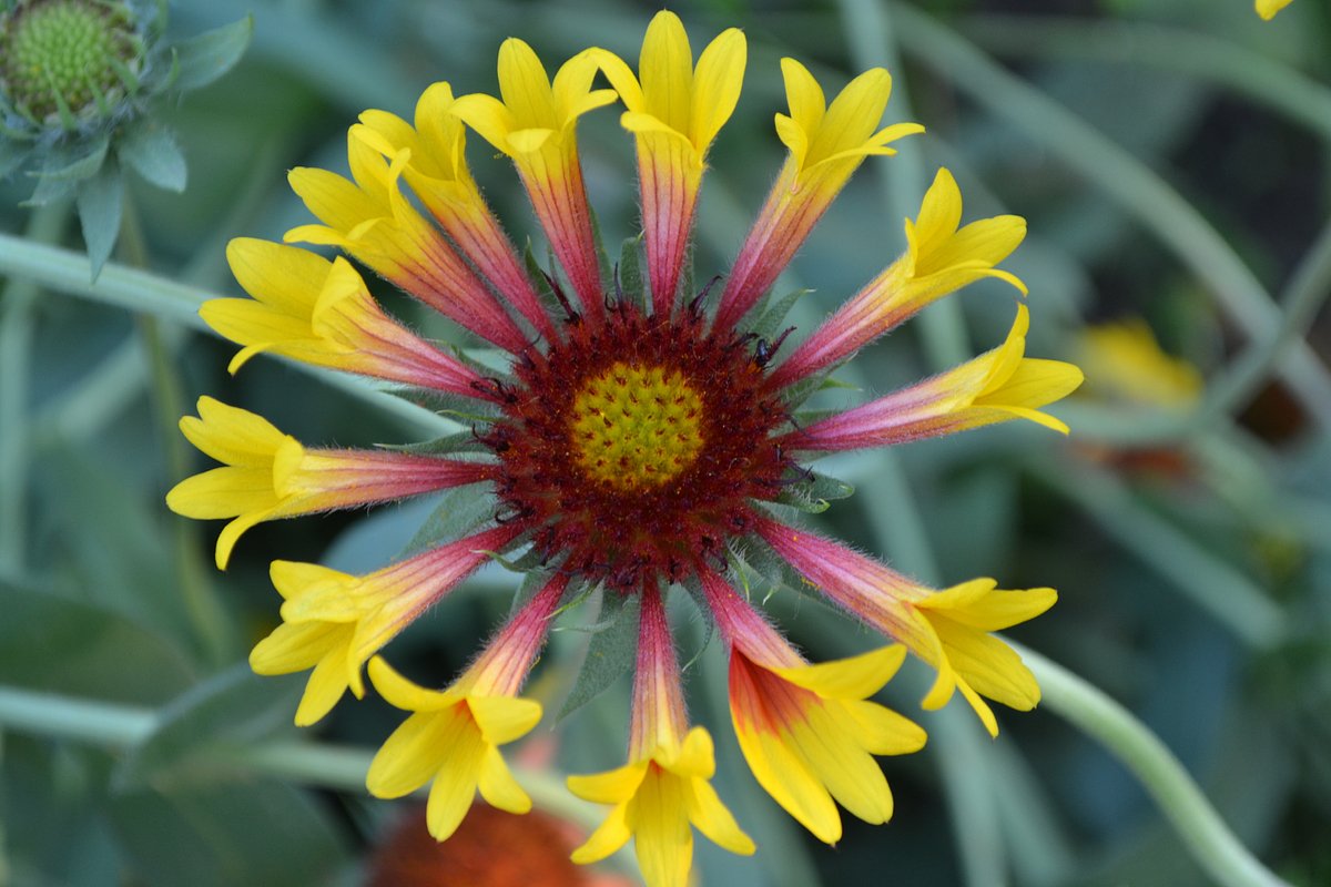 Гайлардия гибридная (Gaillardia × hybrida)