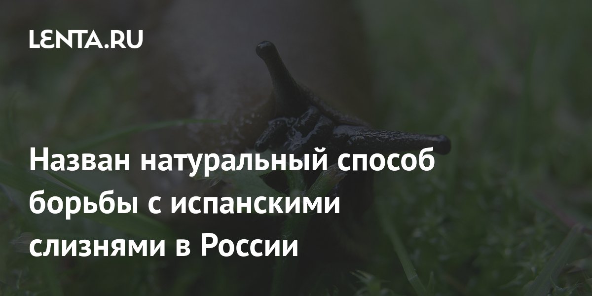 Назван натуральный способ борьбы с испанскими слизнями в России