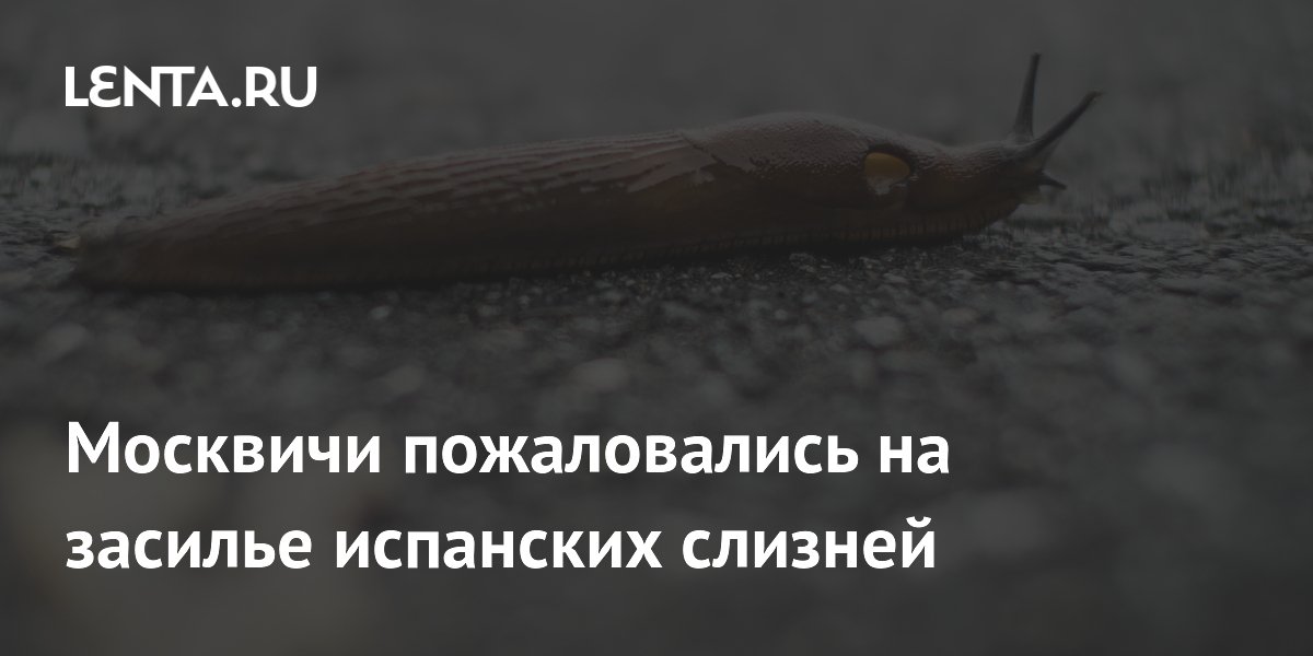 Москвичи пожаловались на засилье испанских слизней