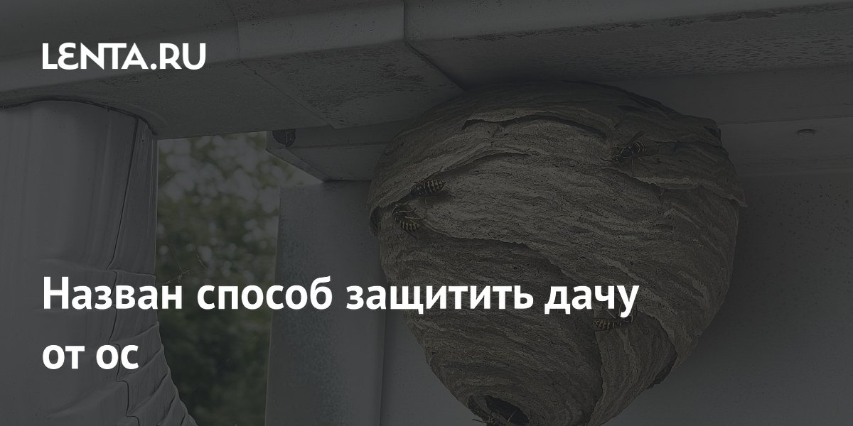 Назван способ защитить дачу от ос