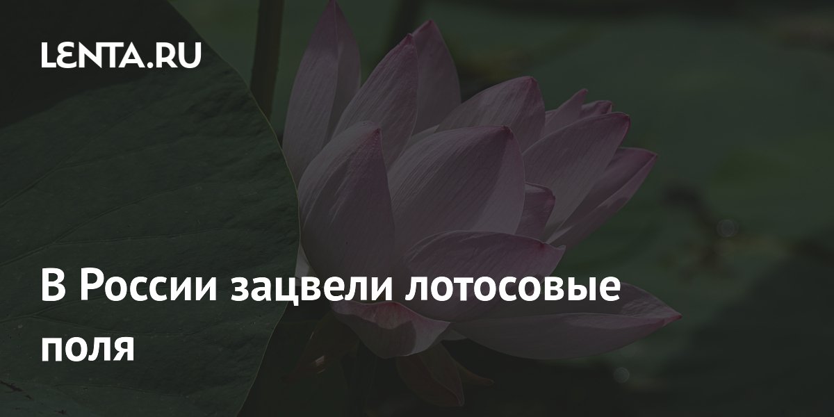В России зацвели лотосовые поля