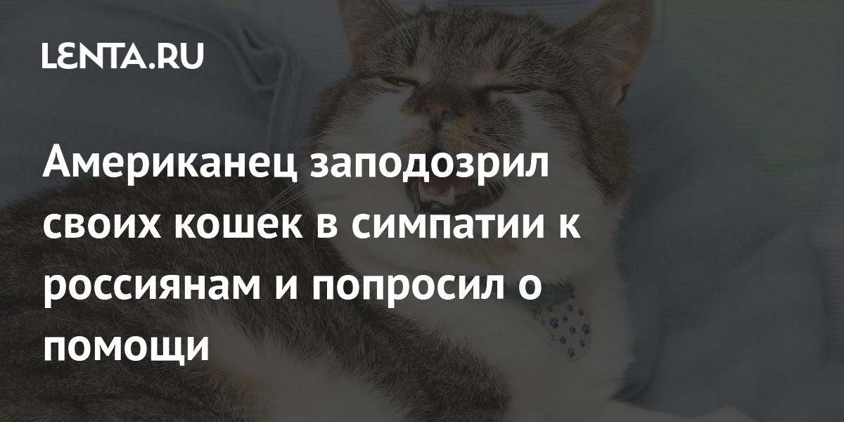 Американец заподозрил своих кошек в симпатии к россиянам и попросил о помощи