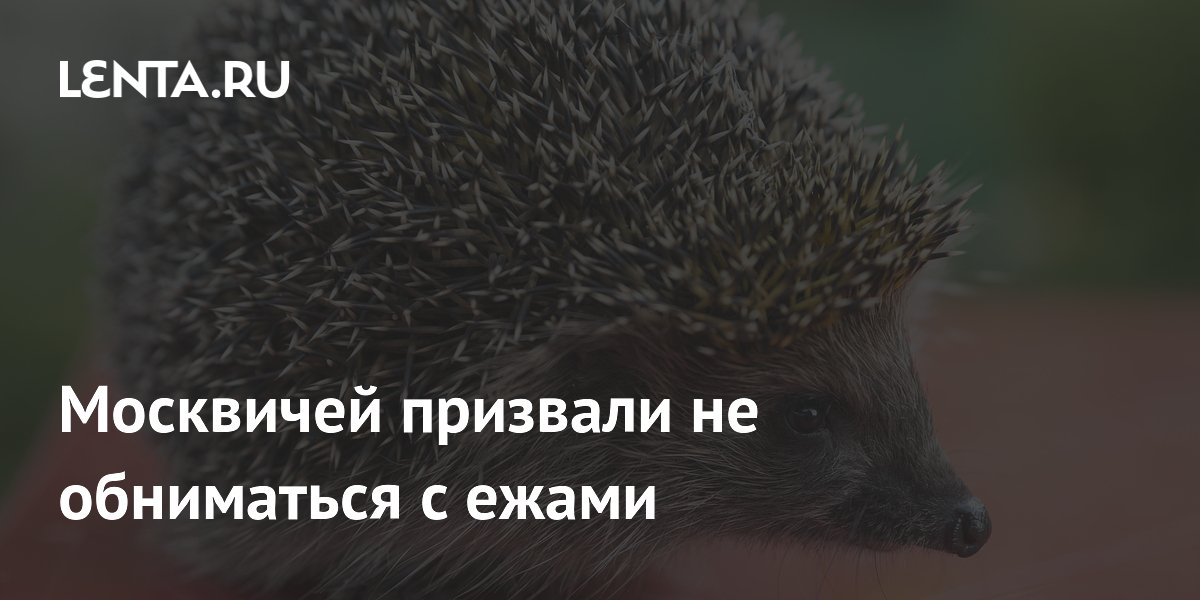 Москвичей призвали не обниматься с ежами