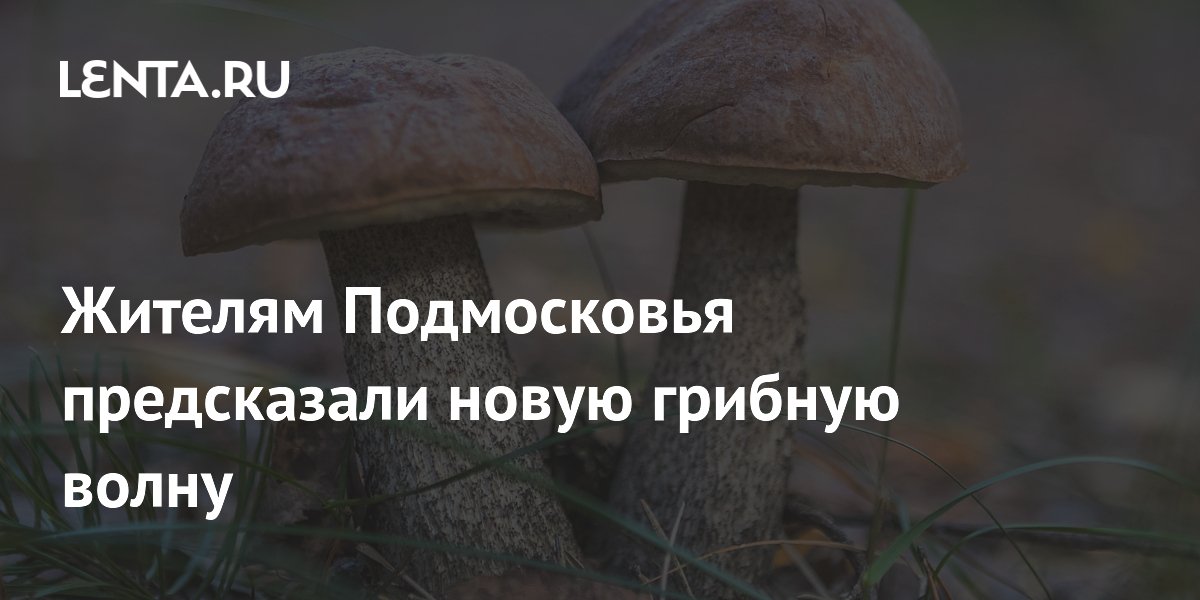 Жителям Подмосковья предсказали новую грибную волну