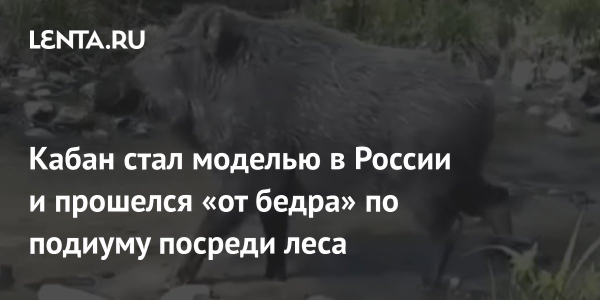 Кабан стал моделью в России и прошелся «от бедра» по подиуму посреди леса