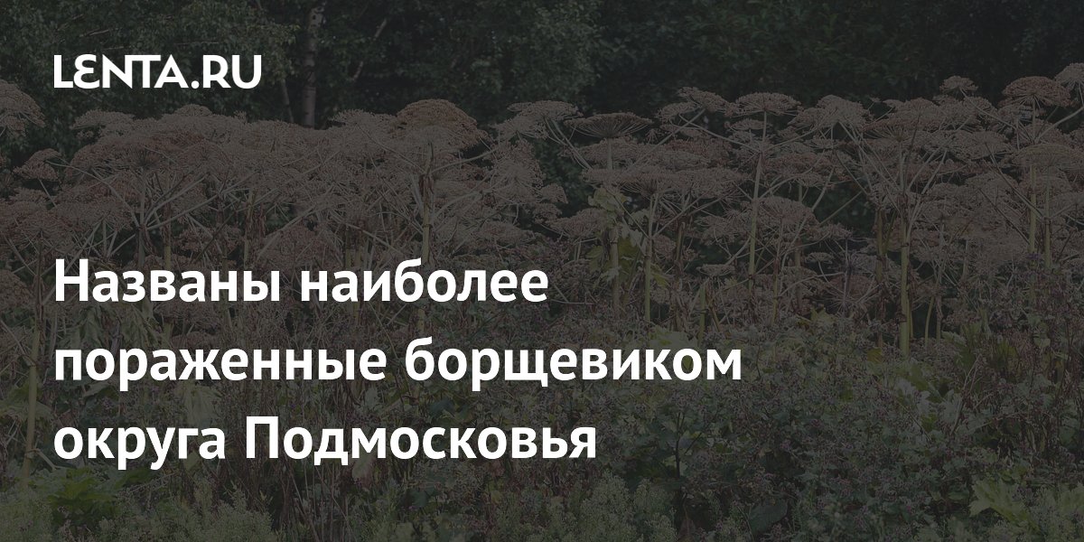 Названы наиболее пораженные борщевиком округа Подмосковья