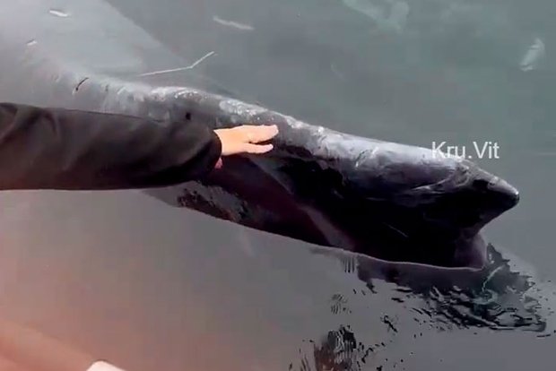 Вводная картинка