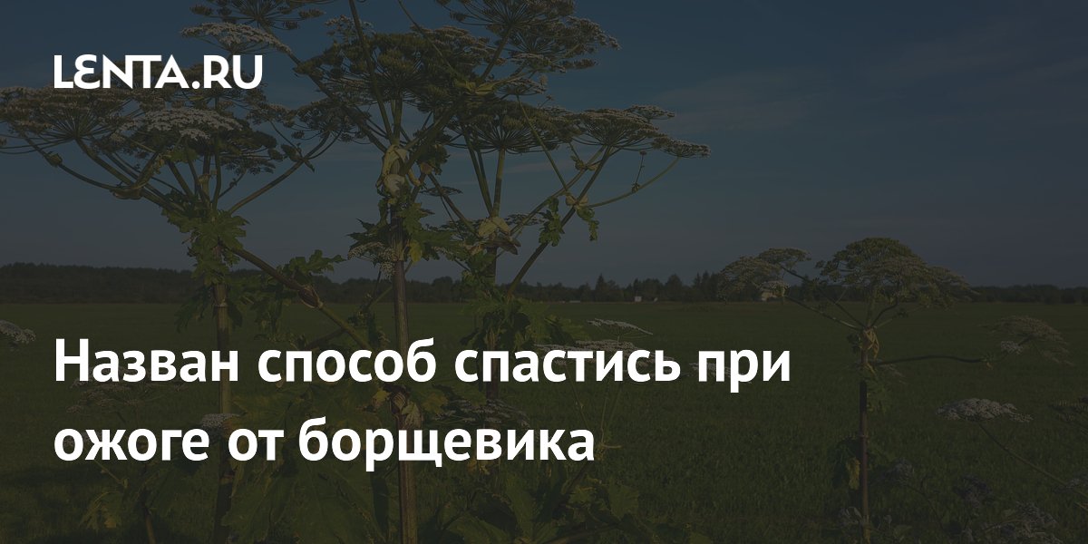 Назван способ спастись при ожоге от борщевика