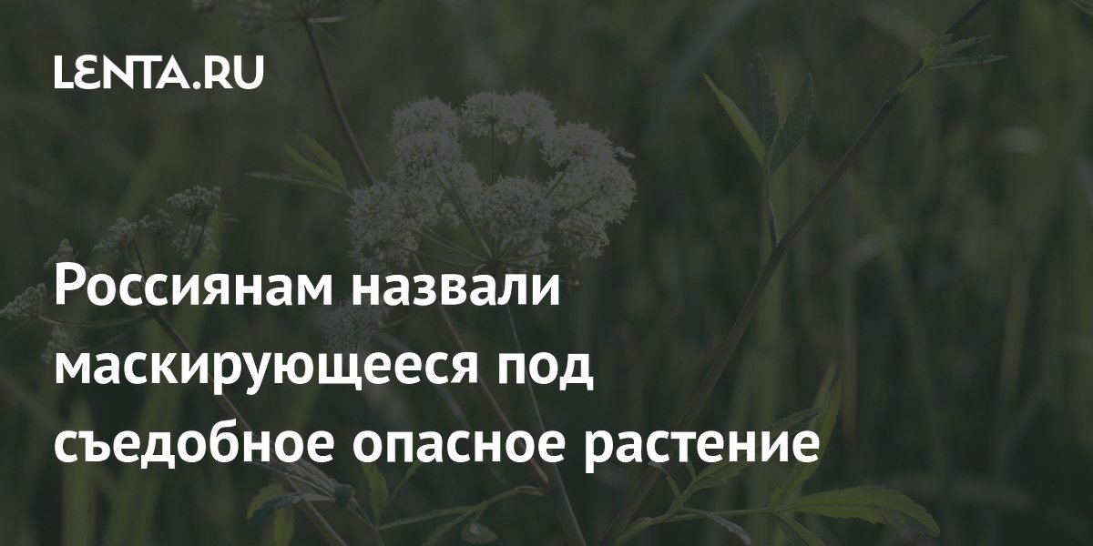 Россиянам назвали маскирующееся под съедобное опасное растение