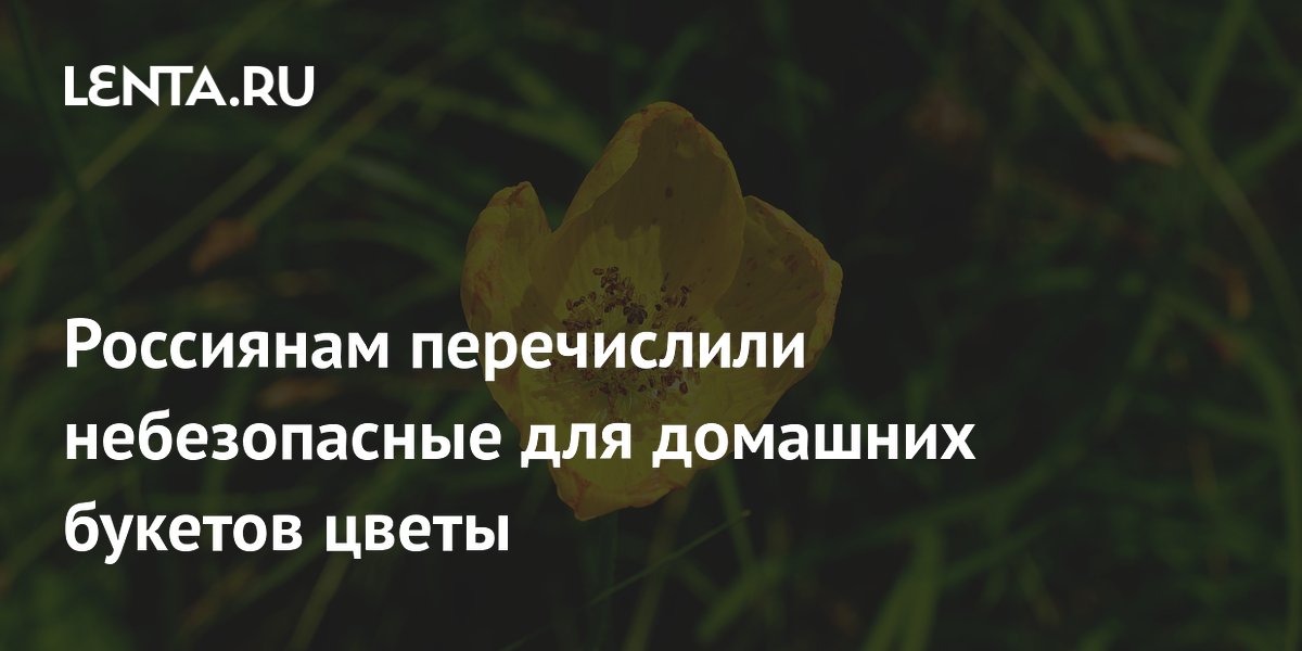 Россиянам перечислили небезопасные для домашних букетов цветы