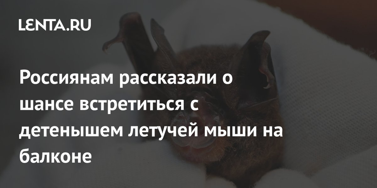 Россиянам рассказали о шансе встретиться с детенышем летучей мыши на балконе