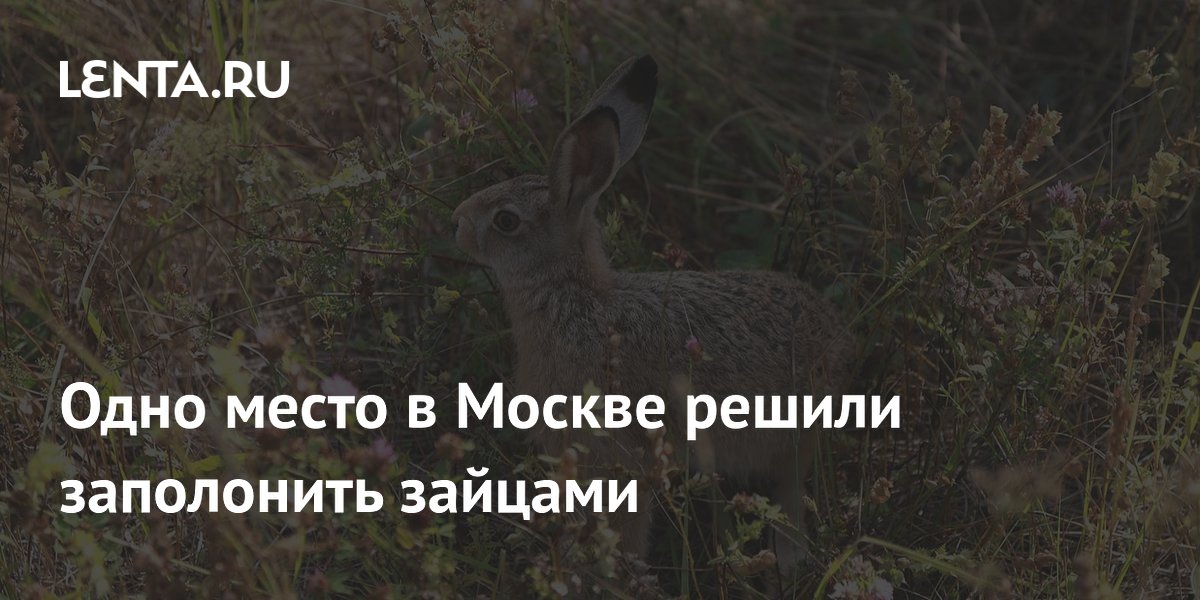 Одно место в Москве решили заполонить зайцами