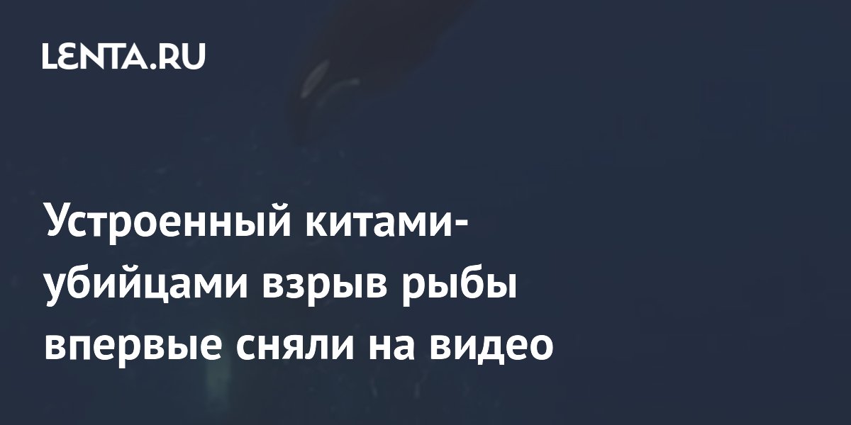 Устроенный китами-убийцами взрыв рыбы впервые сняли на видео