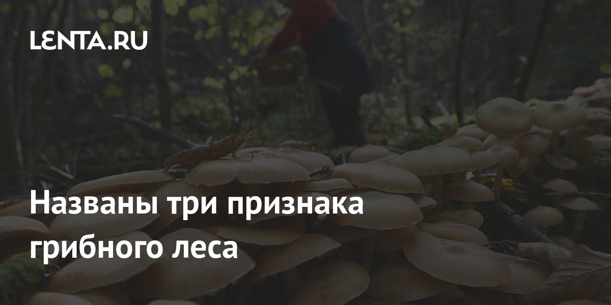 Названы три признака грибного леса