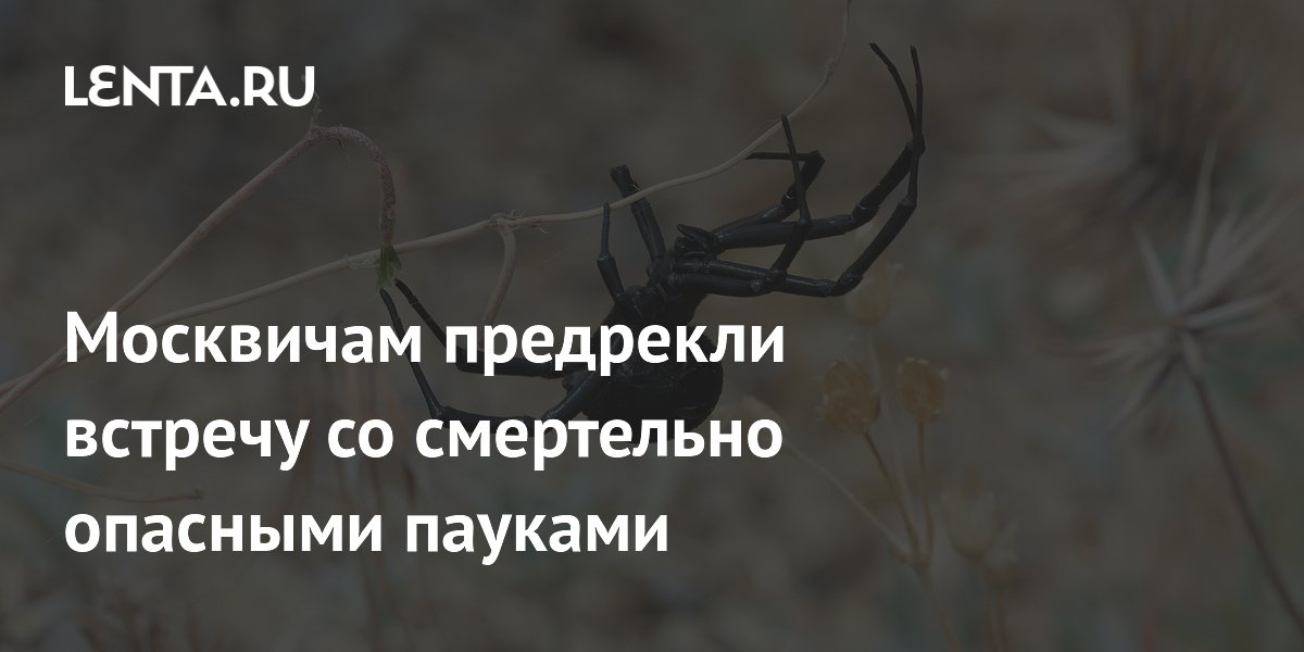 Москвичам предрекли встречу со смертельно опасными пауками
