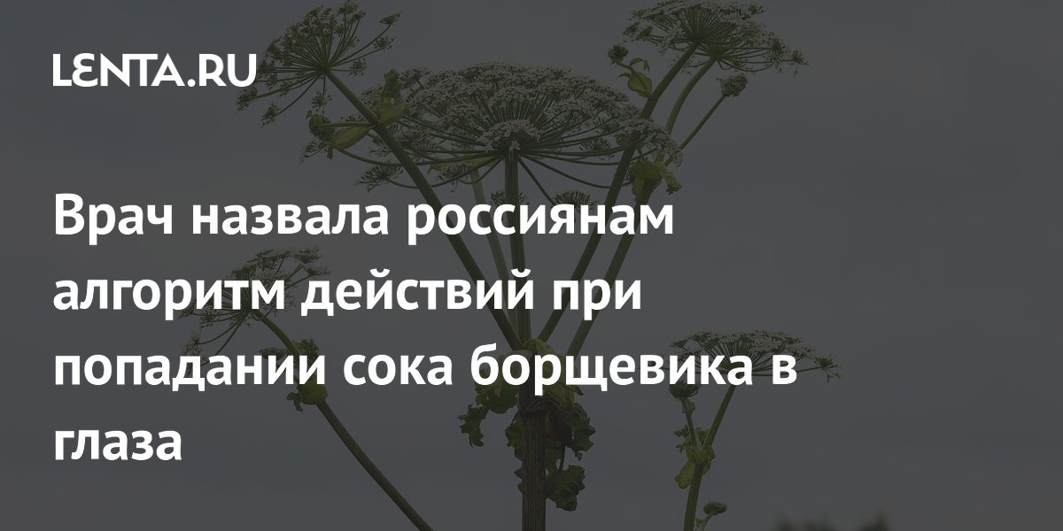 Врач назвала россиянам алгоритм действий при попадании сока борщевика в глаза