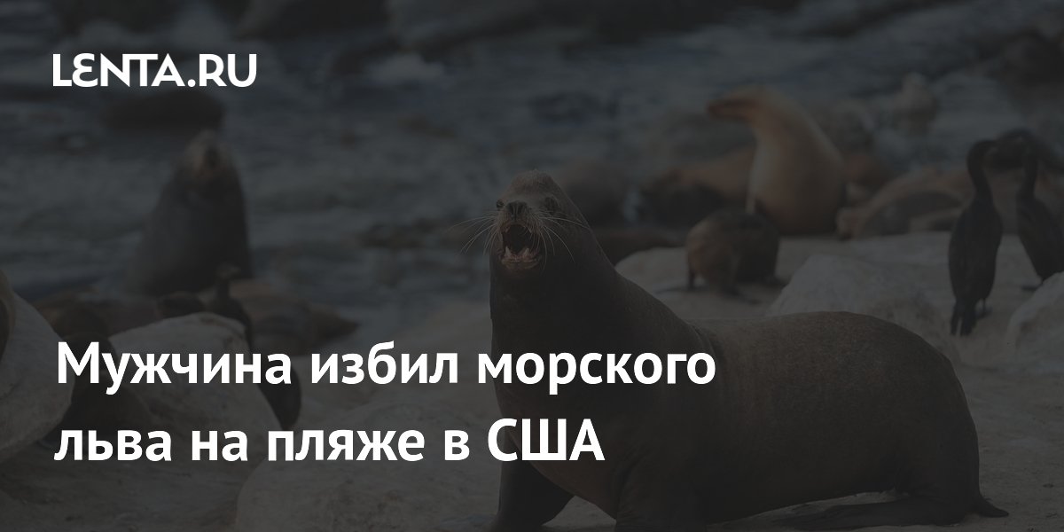 Мужчина избил морского льва на пляже в США