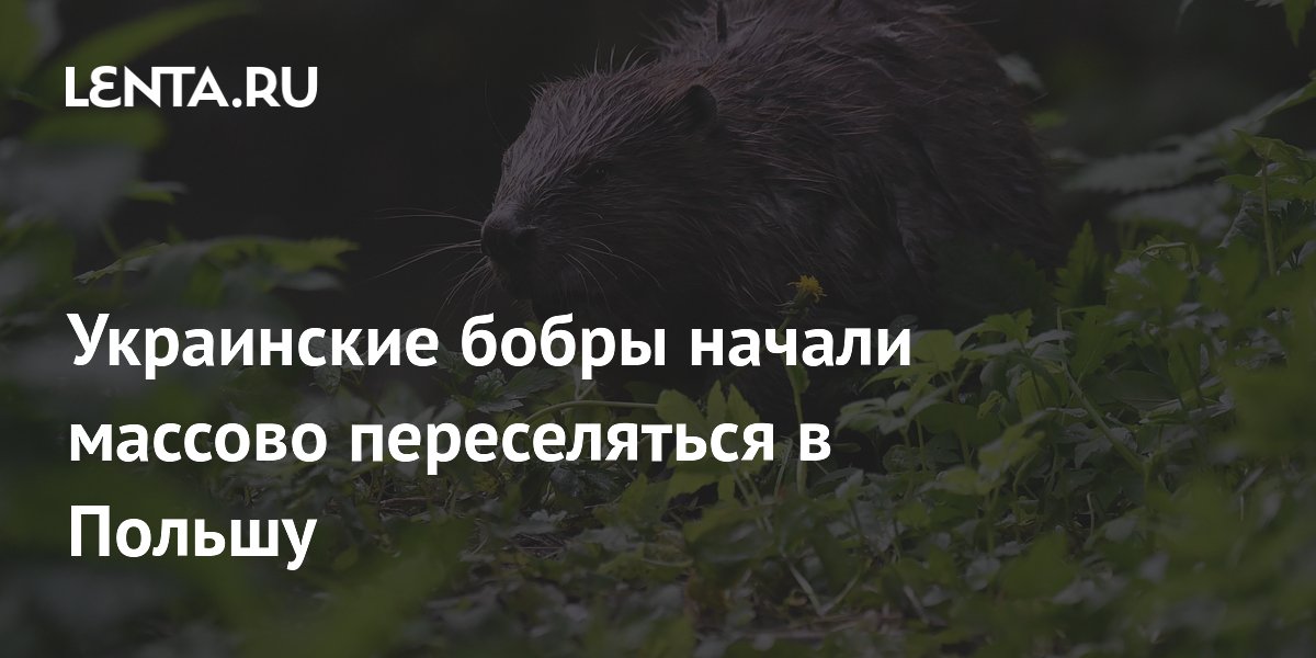 Украинские бобры начали массово переселяться в Польшу
