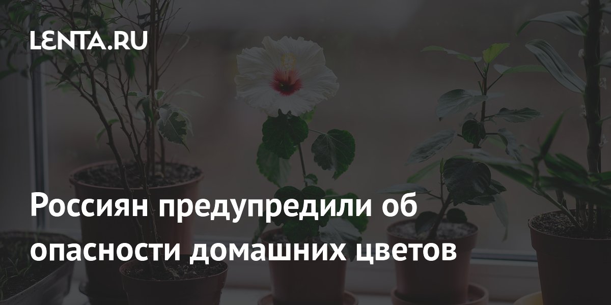 Россиян предупредили об опасности домашних цветов