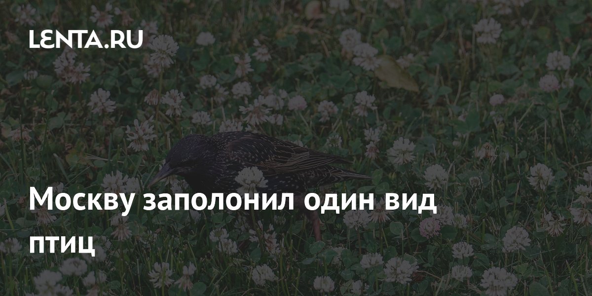 Москву заполонил один вид птиц