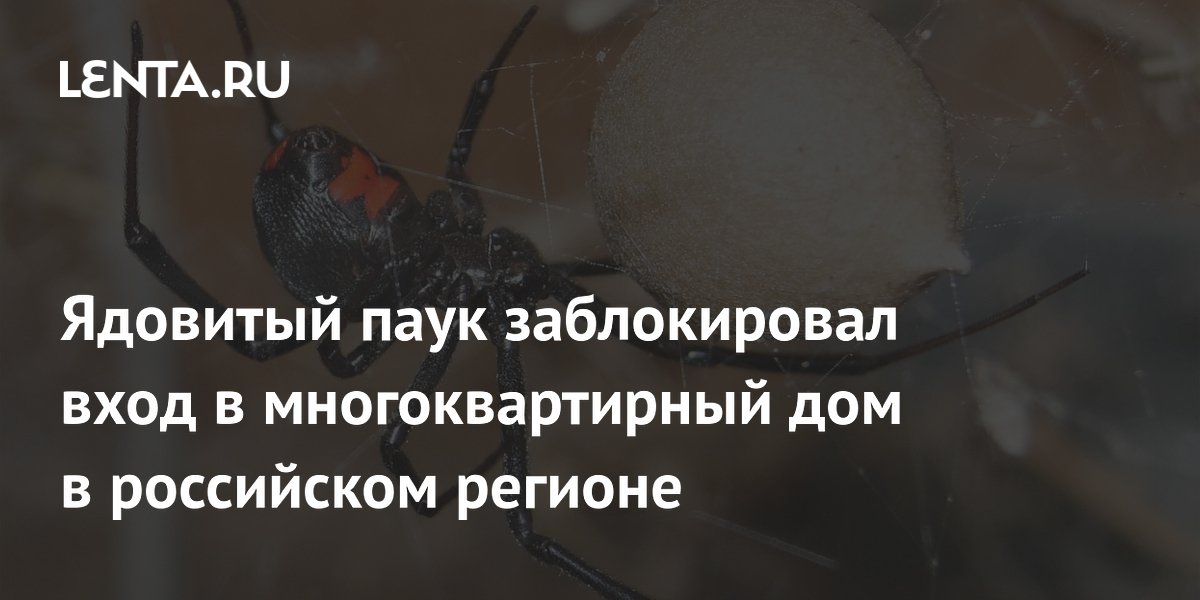 Ядовитый паук заблокировал вход в многоквартирный дом в российском регионе