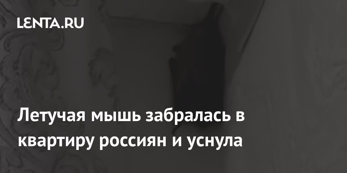 Летучая мышь забралась в квартиру россиян и уснула