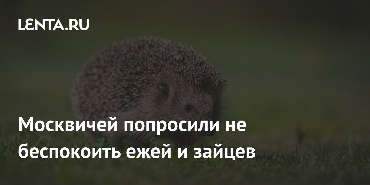 Москвичей попросили не беспокоить ежей и зайцев