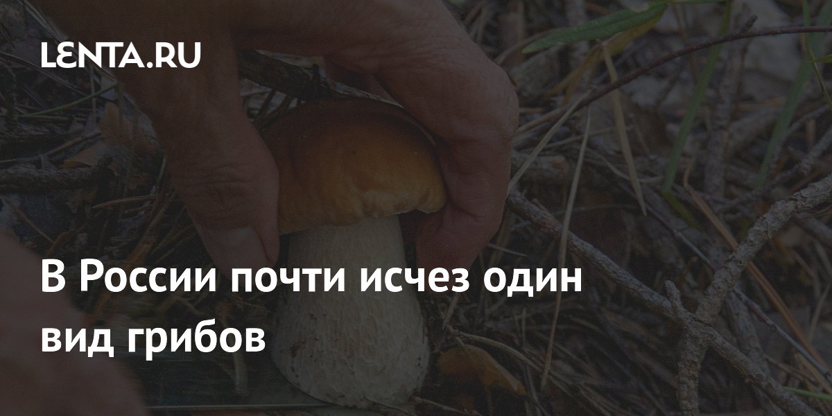 В России почти исчез один вид грибов