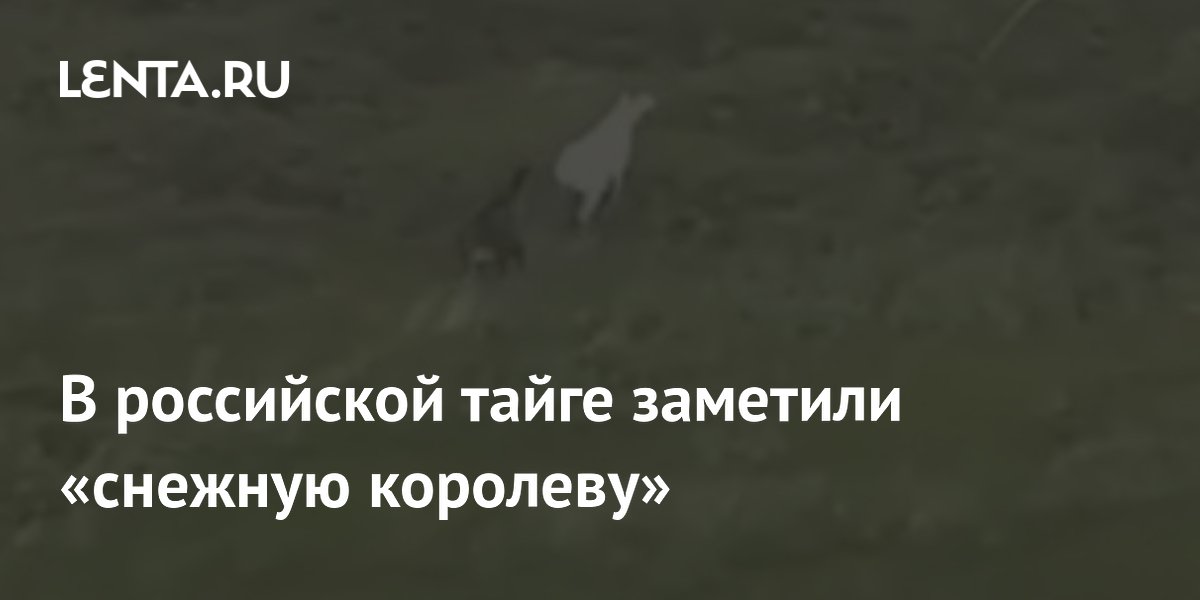 В российской тайге заметили «снежную королеву»
