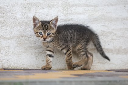 Москвичка случайно постирала котенка в машинке