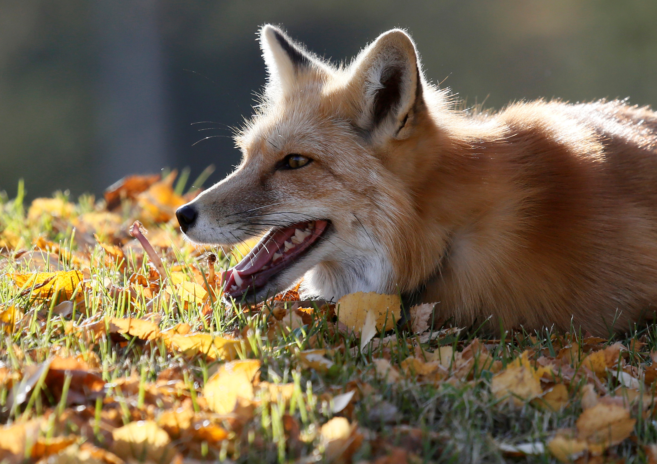 Biologist warns of disease risk from urban foxes near Moscow