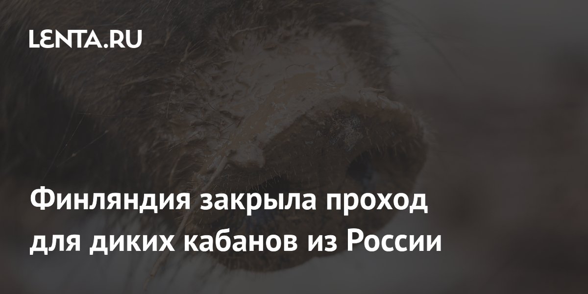 Финляндия закрыла проход для диких кабанов из России