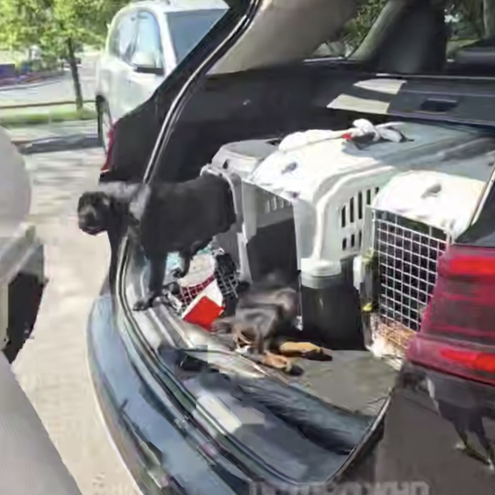 Six beagle puppies found locked in car boot in Moscow heat
