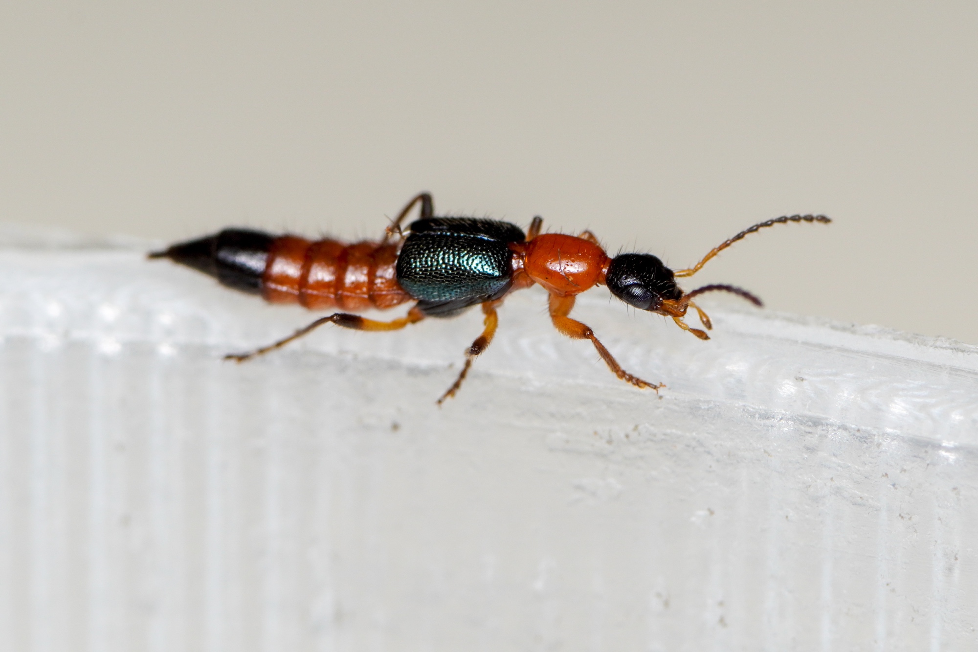 Russian Tourist Hospitalized After Crushing Toxic Beetle in Shanghai