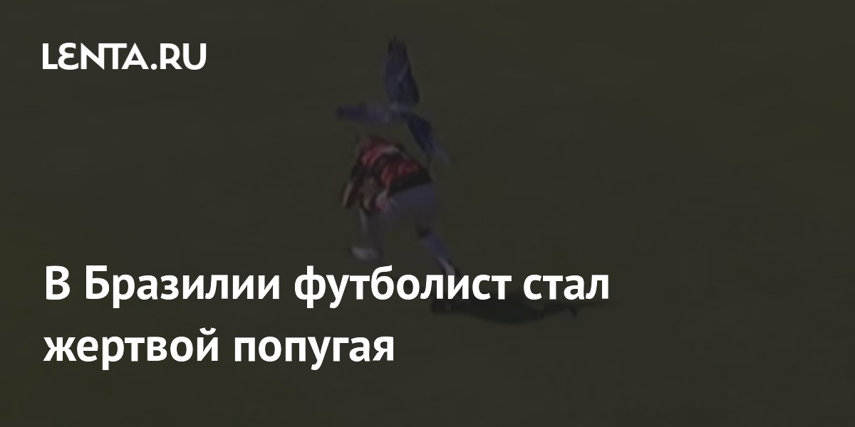 В Бразилии футболист стал жертвой попугая