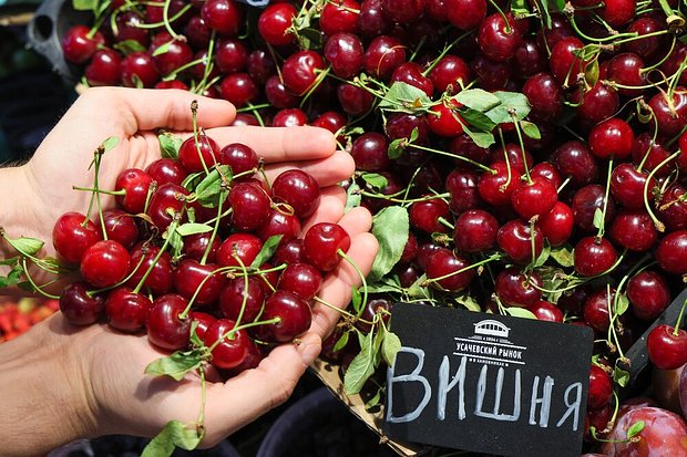 Сезон вишни в России — в июле и августе