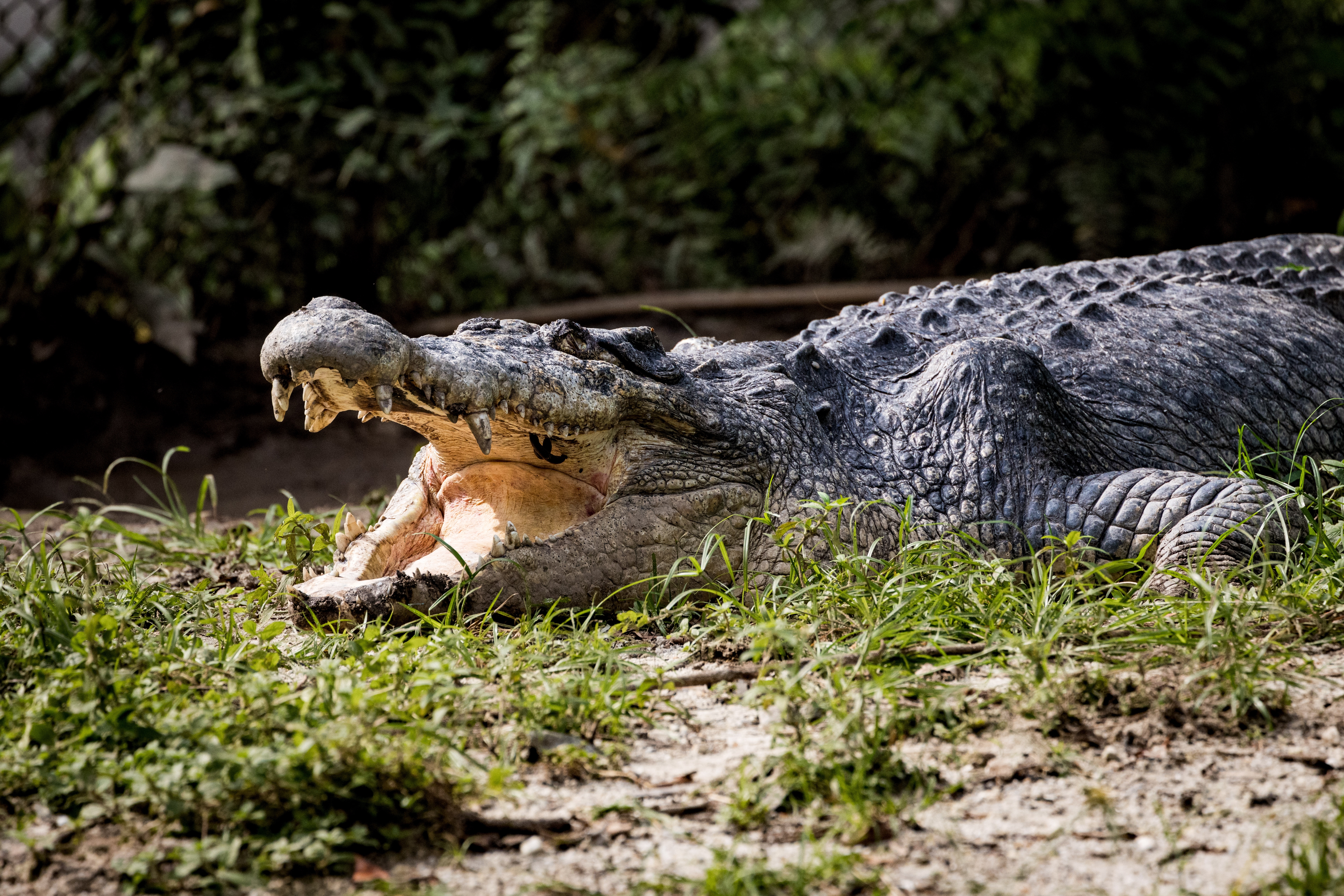 Crocodile Kills Woman Bathing at Dawn in India