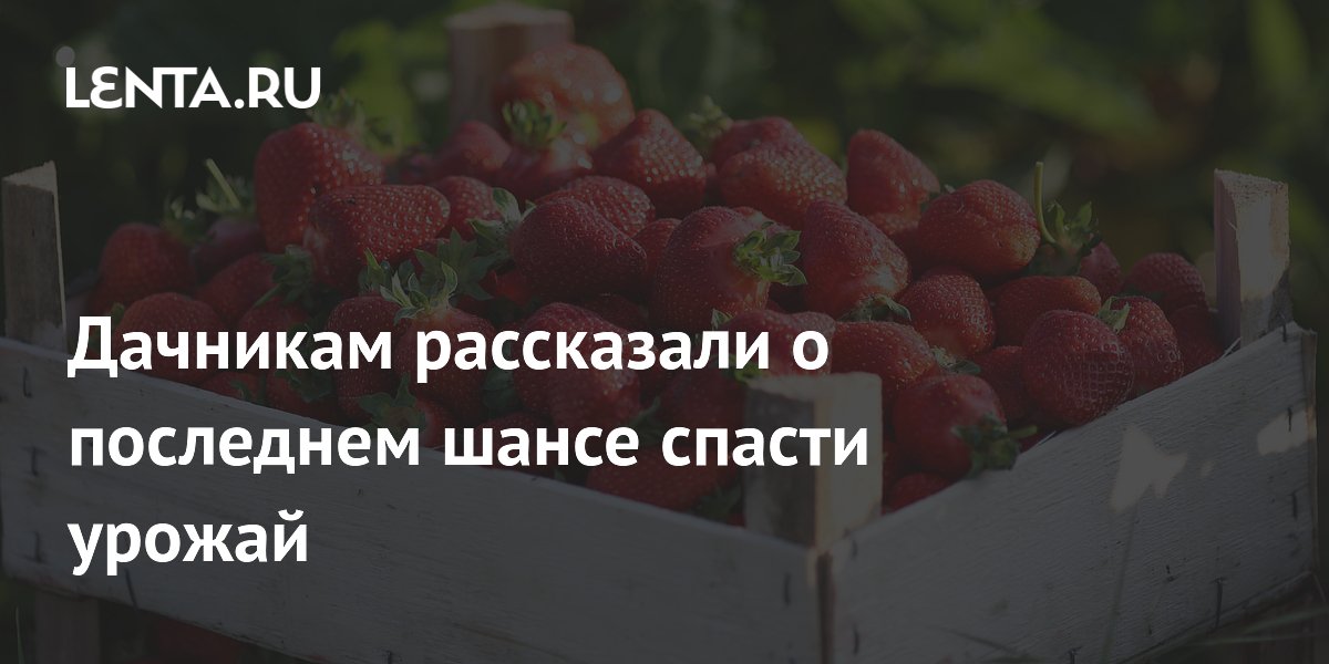 Дачникам рассказали о последнем шансе спасти урожай